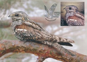 Estonia 2019 MAXI Birds on Stamps European Nightjar Bird of Yr Nightjars 1v Set