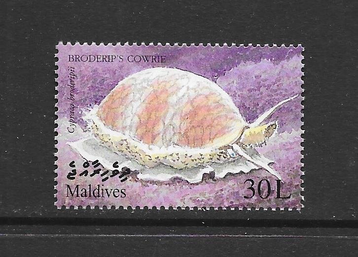 MARINE LIFE - MALDIVES #2382  COWRIE   MNH