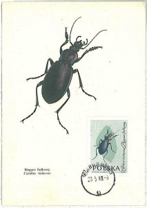 32535 - Poland - MAXIMUM CARD: INSECTS 1963 # 3-