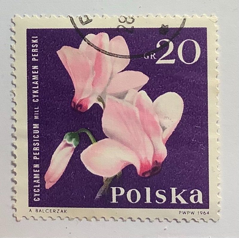 Poland 1964 Scott 1279 used - 20gr, Garden flowers, Cyclamen persicum