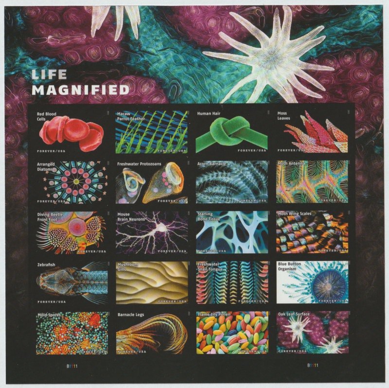 USA Sc. 5802u (66c) Life Magnified 2023 MNH pane of 20 NO DIE CUTS