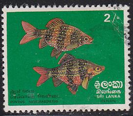 Sri Lanka 476 Black Ruby Barbs 1972