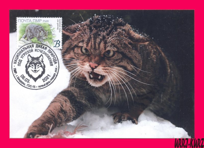 TRANSNISTRIA 2021 Nature Fauna Animals Mammals Wild Forest Cat MaxiCard Card