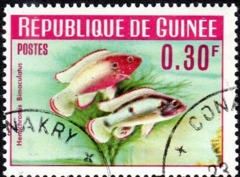 Guinea 315 - Cto - 30c Jewelfish (1964)