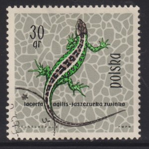 Poland 1134 Sand Lizard 1963