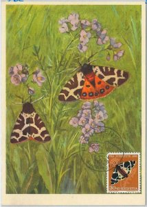 52704 - SWITZERLAND - MAXIMUM CARD - 1955 PRO JUVENTUTE butterflies-