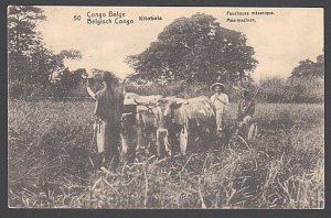 BELGIAN CONGO 10c pictorial card unused : Kitobola cattle working in field..E770