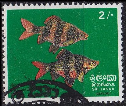 CEYLON SRI LANKA [1972] MiNr 0431 ( O/used ) Fische