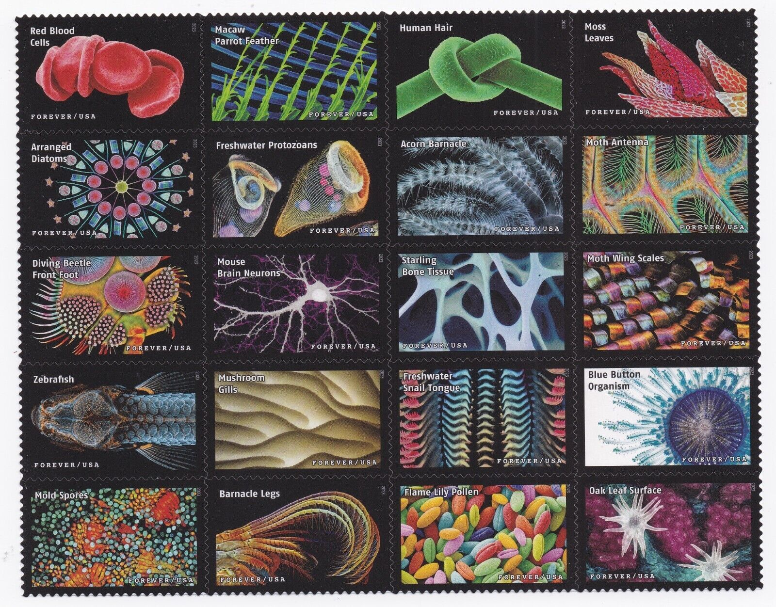 US 5802r Life Magnified Barnacle Legs forever single MNH 2023