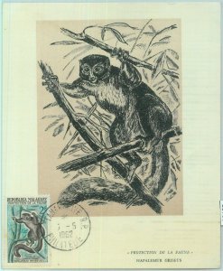 83739 - MADAGASCAR - postal history - MAXIMUM MAP - 1962 FAUNA Lemur-