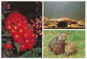 Postal stationery Australia Wombat - Platypus - Flowering gum