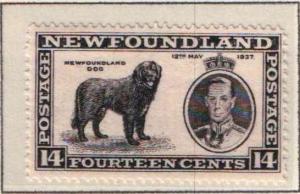 Newfoundland 238 - Unused, Never Hinged