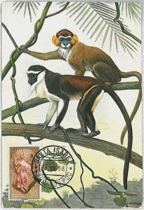 32170 - Spanish Guinea - POSTAL HISTORY - MAXIMUM CARD - 1956: Wild Animals-