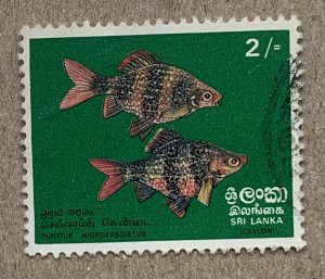 Sri Lanka 1972 2/ Tropical Fish, used. Scott 476, CV $4.50. SG 597