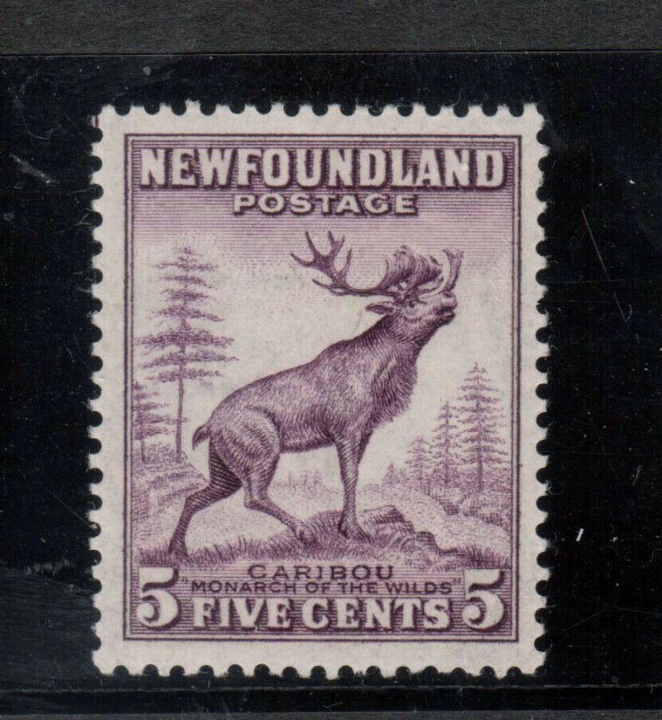 Newfoundland #257ix Very Fine Never Hinged Perf 13.5