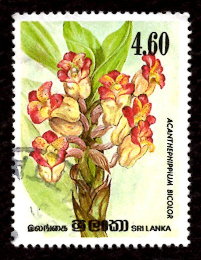 Sri Lanka 1984 Orchid Flowers, Acanthephippium bicolor 4.60r Sc.723 Used (#2)