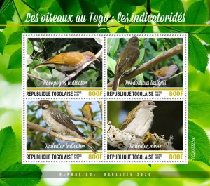 TOGO - 2020 - Birds of Togo, Honeyguides - Perf 4v Sheet - Mint Never Hinged