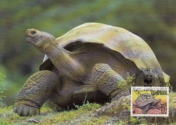 Ecuador 1992 Maxicard Sc #1281 100s Galapagos Giant tortoise WWF