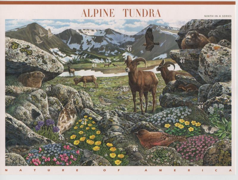 4198 Alpine Tundra