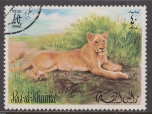 UAE Ras Al Khaimah Unlisted Female African Lion