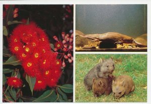 Postal stationery Australia Platypus - Wombat - Flowering gum