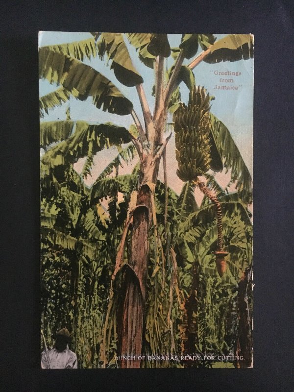 1935 Myrtle Bank Jamaica Picture Postcard Cover to USA Banana Orchard