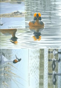 Sweden. Folder 2003 China/Sweden. Artistic Portfolio Waterbirds. FDC-Black