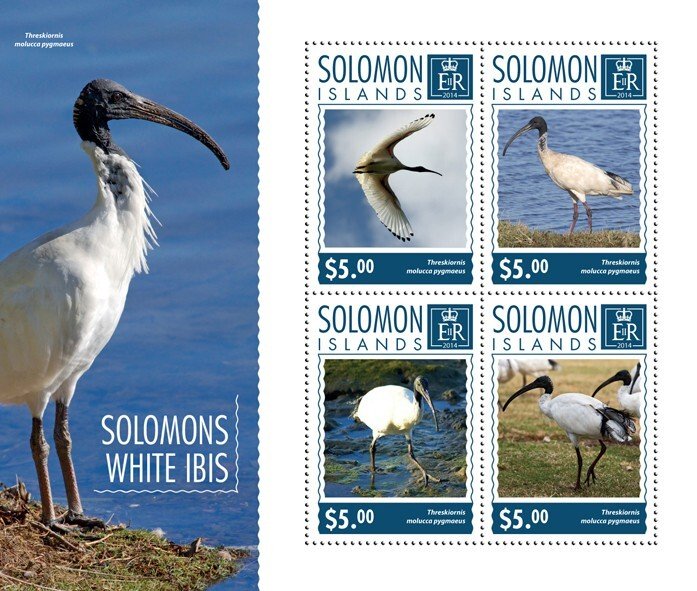 SOLOMON IS. - 2014 - Solomons White Ibis - Perf 4v Sheet - Mint Never Hinged