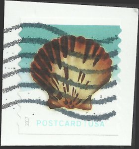 # 5170 Used Pacific Calico Scallop Shell