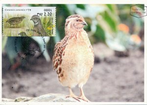 ISRAEL 2015 FAUNA BIRDS COTURNIX COTURNIX LABELS MACHINE # 1 LABEL MAXIMUM CARD 