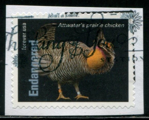 5799p US (63c) Endangered Species - Prairie Chicken SA, used on paper