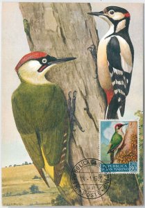 52670 - SAN MARINO - MAXIMUM CARD - ANIMALS Birds WOODPECKER 1960-