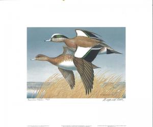 WASHINGTON #4 1989 STATE DUCK STAMP PRINT AMERICAN WIDGEON by Maynard Reece