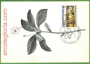 32452 - Belgium - MAXIMUM CARD - 1967 - Flowers-