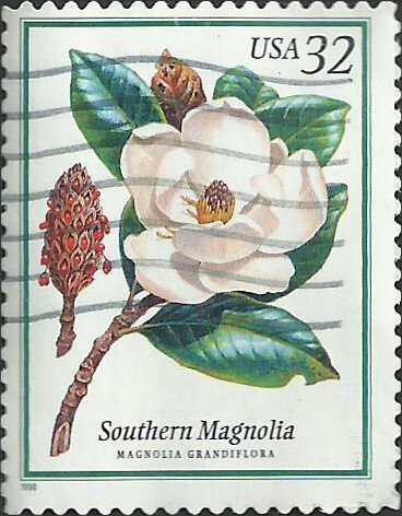 # 3193 USED SOUTHERN MAGNOLIA