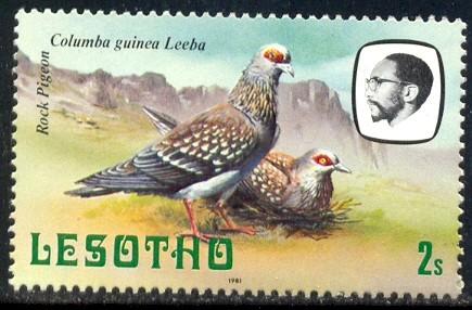 Rock Pigeons, Lesotho stamp SC#322 MNH