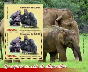 Guinea - 2020 Endangered Species, Gorilla - 2 Stamp Souvenir Sheet - GU200306b