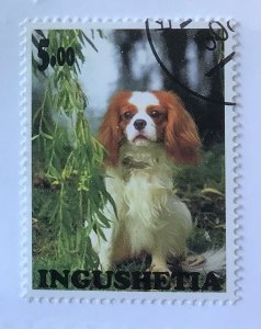 Russia, Ingushetia Illegal local Stamps 2000 - 5 r, dog breed , Cocker Spaniel