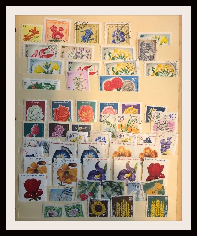 Medium Size Foreign Accumulation