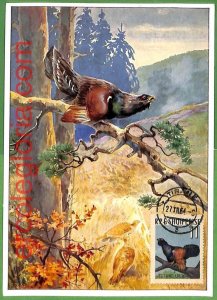 32863 - ALBANIA - MAXIMUM CARD - 1964 - FAUNA, BIRDS-