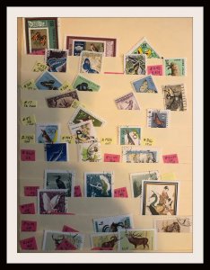 Medium Size Foreign Accumulation