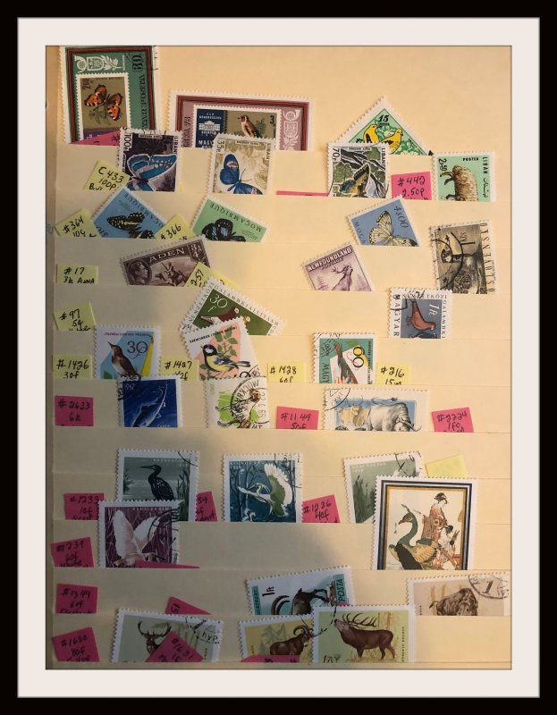 Medium Size Foreign Accumulation