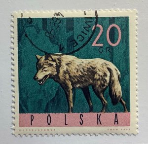 Poland 1965 Scott 1369 CTO - 20gr,   Forest Animals, Wolf, Canis lupus