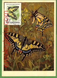 32413 - Hungary - MAXIMUM CARD - Butterflies-