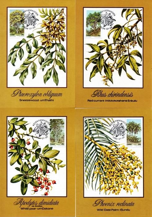 Ciskei - 1984 Indigenous Trees Maxi Card Set SG 52-55