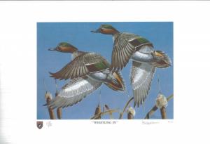 ILLINOIS #6 1980 STATE DUCK STAMP PRINT GREEN WINGED TEAL by Bartlett Kassabaum