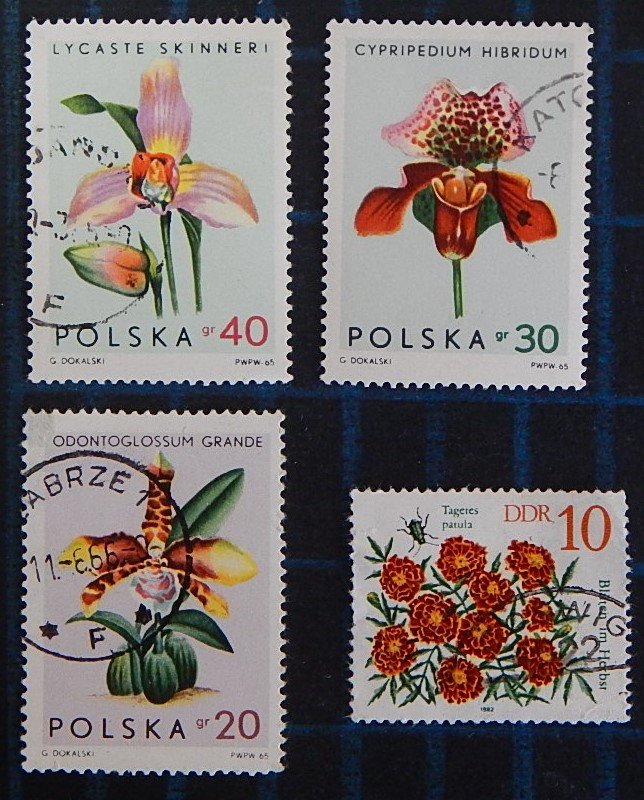 Flowers, Poland, DDR, (2573-T)