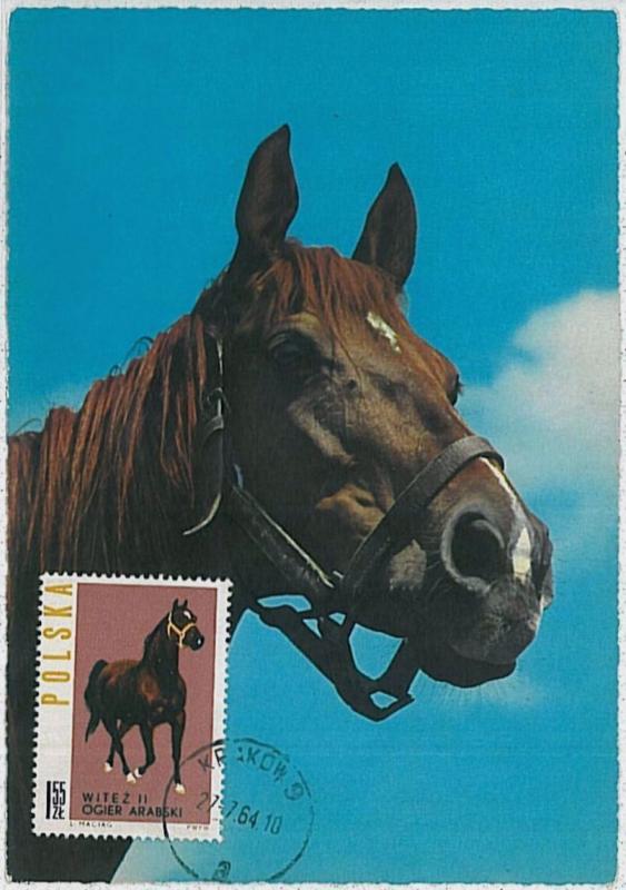 MAXIMUM CARD - POSTAL HISTORY -  Poland: Horses,  Fauna, 1964