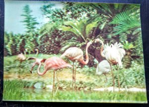 BAHRAIN 1971 RARE “PINK FLAMINGO” POST CARD TO UK