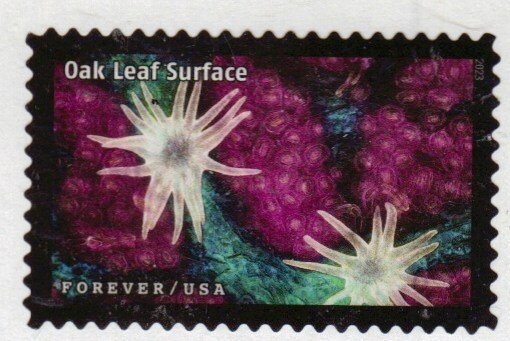 SC# 20802t- (66c) - Life Magnified, Oak Leaf Surface - 20 of 20 - Used Off Paper